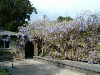 Visit us when the Wisteria is at its most magnificent in May. This shrub has been showing off  its beauty since at least the 19th Century